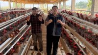 IMG_20261014_161814 Ayam petelur