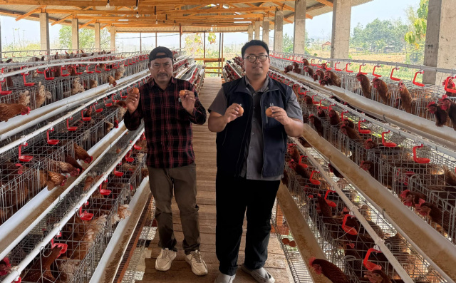 Ayam petelur