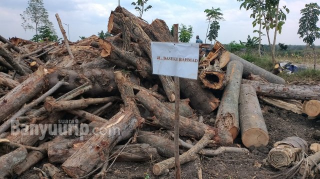 Kayu DLH Bojonegoro, TPA Bandungrejo, kayu tidak tertata rapi © 2022 suarabanyuurip.com